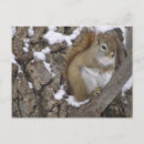 Search for red squirrel postcards Winter