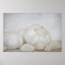 Search for garlic posters Photograph
