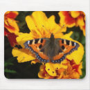 Search for tortoiseshell photography Orange