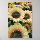 Search for happy sunflowers posters Pretty