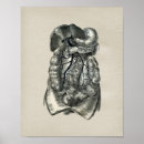 Search for liver art Anatomy