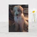 Search for driving birthday cards Dog