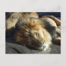 Search for tiger pride Africa