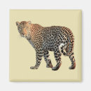Search for spotted magnets Wild animal