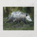Search for baby kids postcards Animal