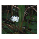 Search for liling White