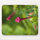 Search for erect Flower