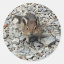 Search for chipmunk stickers Rodent