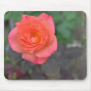 Search for orange rose mousepads Photography