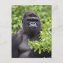Search for silverback gorilla postcards Animal