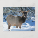 Search for elk in snow postcards Wildlife