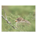 Search for cedar photography Bird