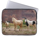 Search for colt cases Stallion