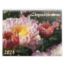 Search for chrysanthemum photography Chrysanthemums