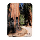 Search for giant rectangular magnets Forest