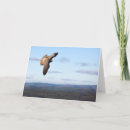 Search for falcon cards Bird