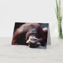 Search for orangutan cards Nature