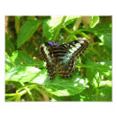 Search for clippers art Butterfly