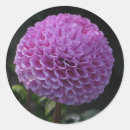 Search for dahlia flower stickers Photography