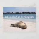 Search for galapagos postcards Island