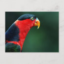 Search for aviary postcards Wildlife