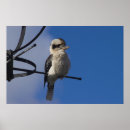 Search for kookaburra posters Nature