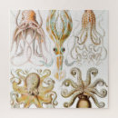 Search for biology puzzles Ernst haeckel