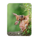 Search for fawn magnets Wildlife