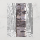 Search for birch tree postcards Forest