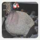 Search for fowls stickers Nature