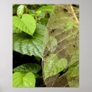 Search for costa rica rainforest posters Tropical