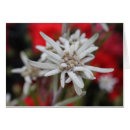 Search for edelweiss cards Alpine