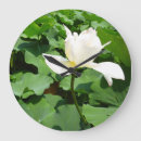 Search for lotus clocks Pond