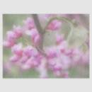 Search for redbud tree Flowers