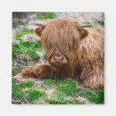 Search for cattle magnets Calf