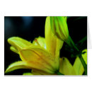 Search for lilium cards Botanical