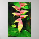 Search for heliconia posters Lobster claw