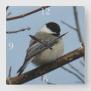 Search for capped chickadee posters Black capped chickadees