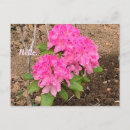Search for rhododendrons postcards Floral