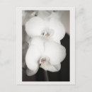 Search for orchids postcards Photograph