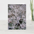 Search for winter frost cards Flowers