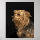Search for left photography Dogs