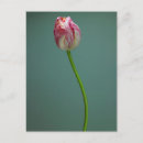 Search for flower bulbs postcards Bloom
