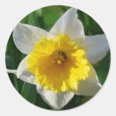 Search for daffodil flower stickers Green