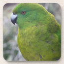 Search for parakeet coasters Nature