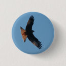 Search for kite accessories Bird of prey