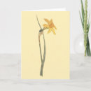 Search for jonquil cards Daffodil