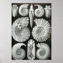 Search for ammonite art Geology