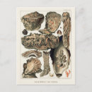 Search for great barrier reef postcards Vintage