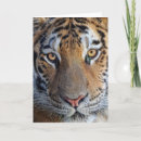 Search for tiger face cards Wildlife